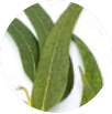 Eucalypyus