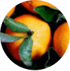 Sweet Orange