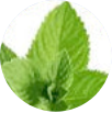 Menthol