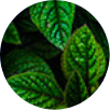 Peppermint